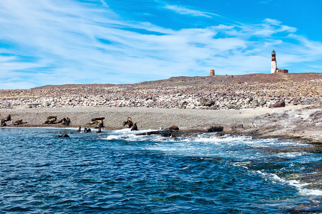 Argentinien, Santa Cruz. Puerto Deseado, Isla Pinguino (Pinguininsel), Seelöwen.