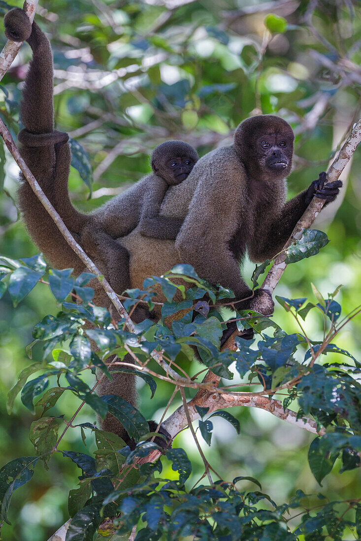 Wollaffen, Amazonas, Brasilien