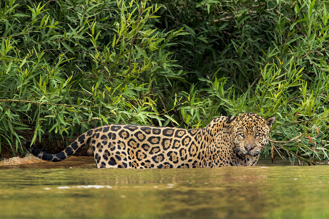 Brazil, Pantanal. Wild jaguar in water