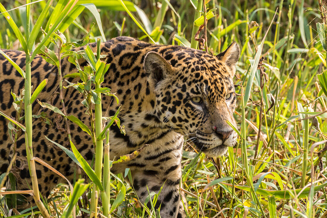 Brasilien, Pantanal. Nahaufnahme eines Jaguars