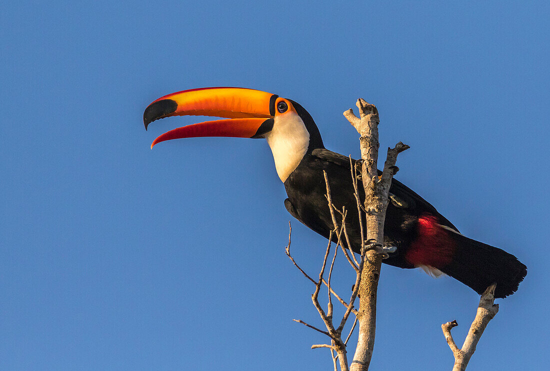 Brasilien, Pantanal. Toco-Tukan-Vogel Großaufnahme