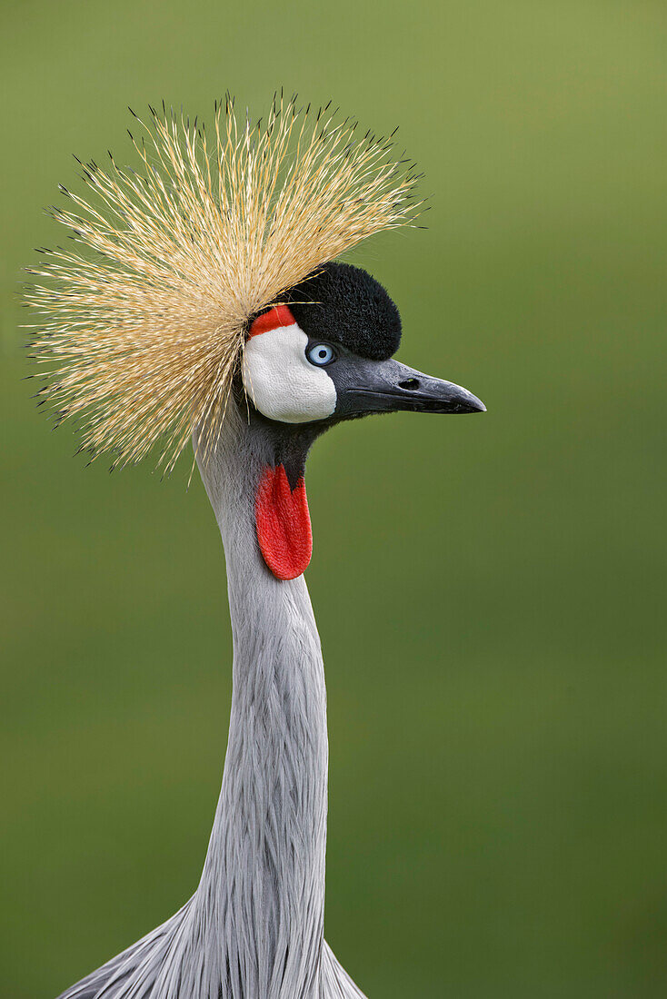 African crowned crane