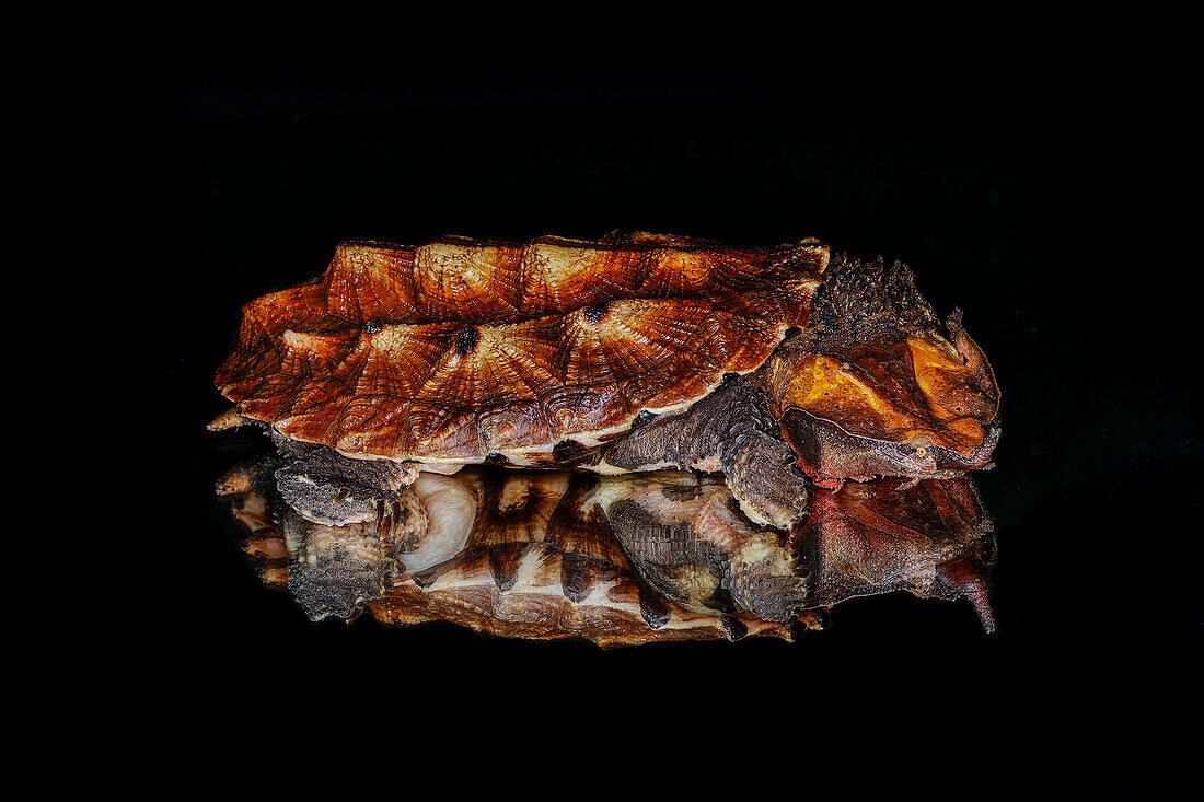 Mata-Mata-Schildkröte auf spiegelnder Oberfläche, heimisch in Südamerika