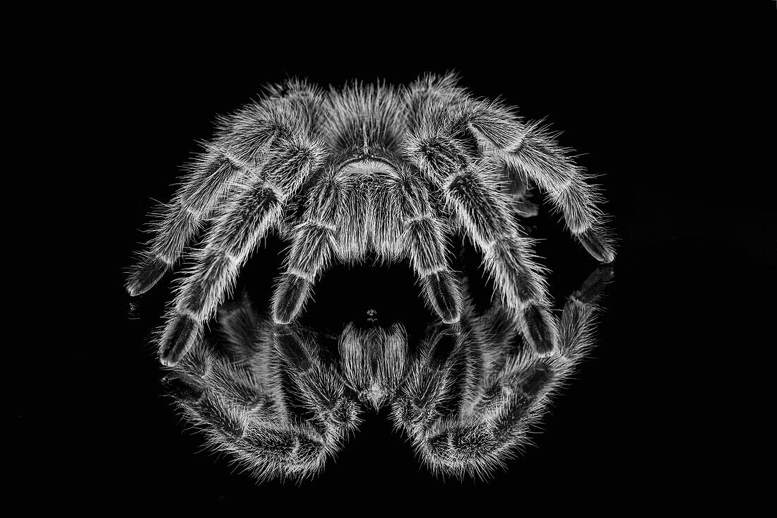 Black and white of Mexican redknee tarantula reflected on mirror.