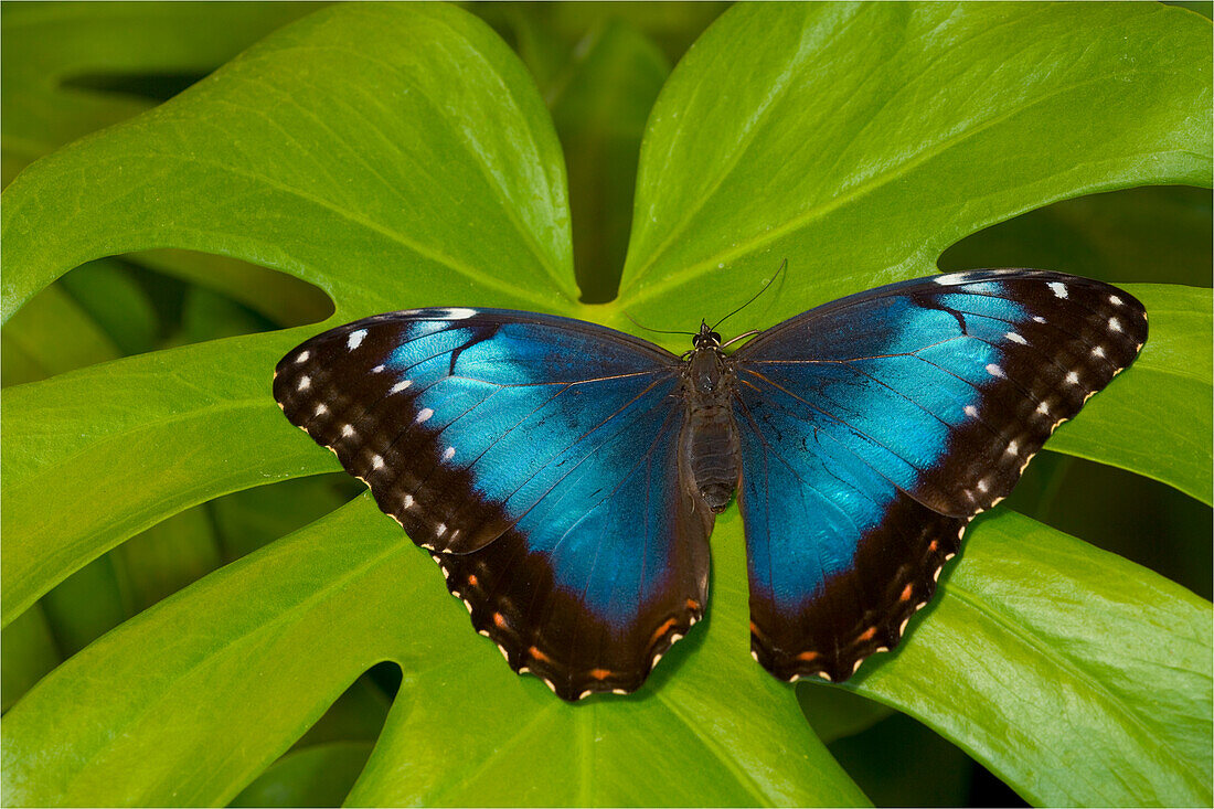 Blue Morpho Butterfly, Morpho granadensis,