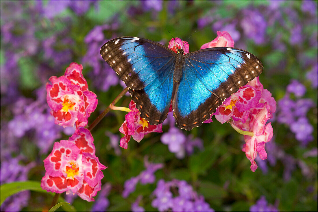 Blauer Morpho Schmetterling, Morpho granadensis, auf rosa Orchidee