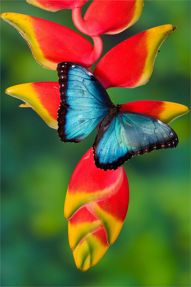Blue Morpho Butterfly, Morpho granadensis, sitting on tropical Heliconia flowers