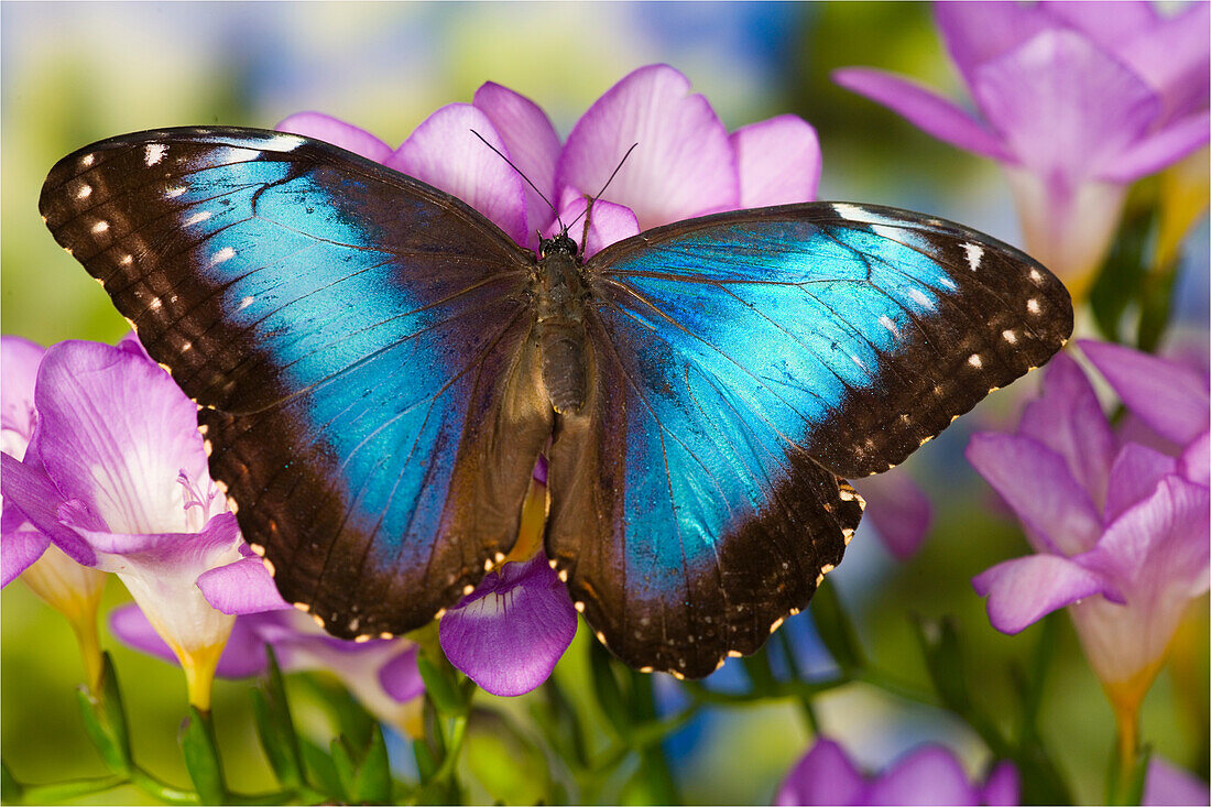 Blue Morpho Butterfly, Morpho peleides