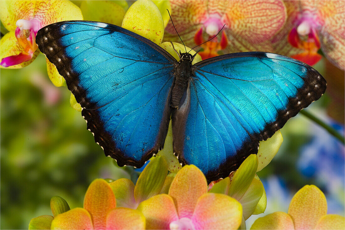 Blue Morpho Butterfly, Morpho peleides, on Orchid