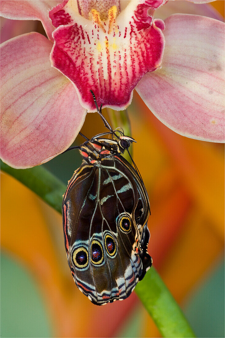 Blauer Morpho-Falter, Morpho peleides, auf rosafarbener Orchidee, die gerade geschlüpft ist und ihre Flügel ausbreitet