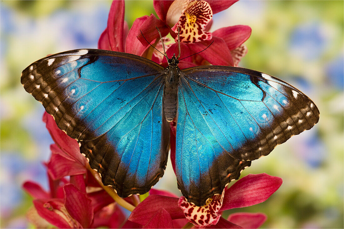 Blauer Morpho Schmetterling, Morpho peleides, auf rosa Orchidee