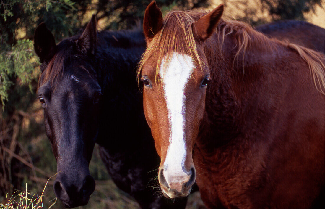 Zwei Pferde schauen in die Kamera