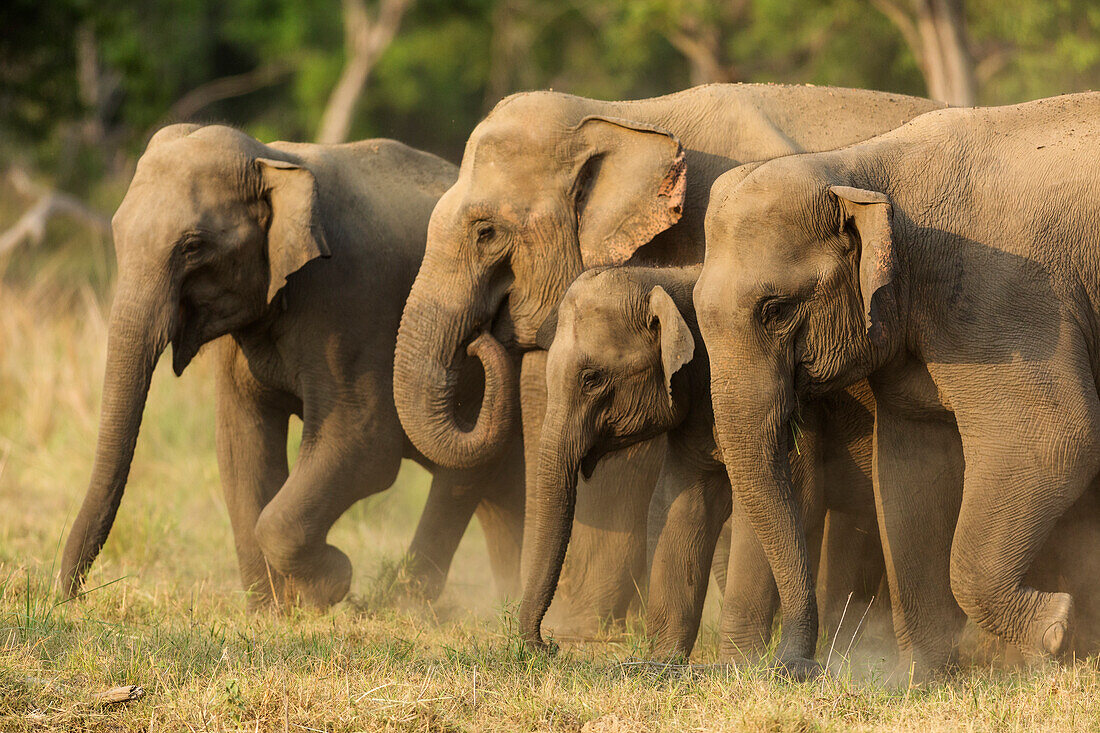 Asiatische Elefanten, kleine Herde, Corbett National Park, Indien.