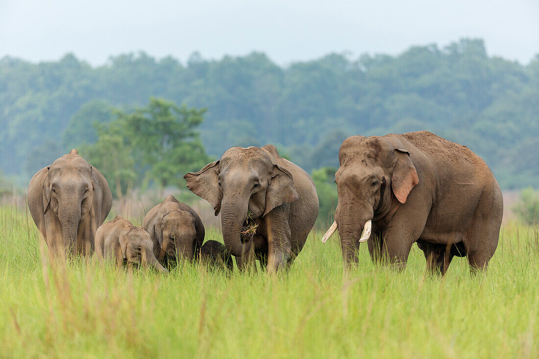 Asian Elephant family, Corbett National Park, India.