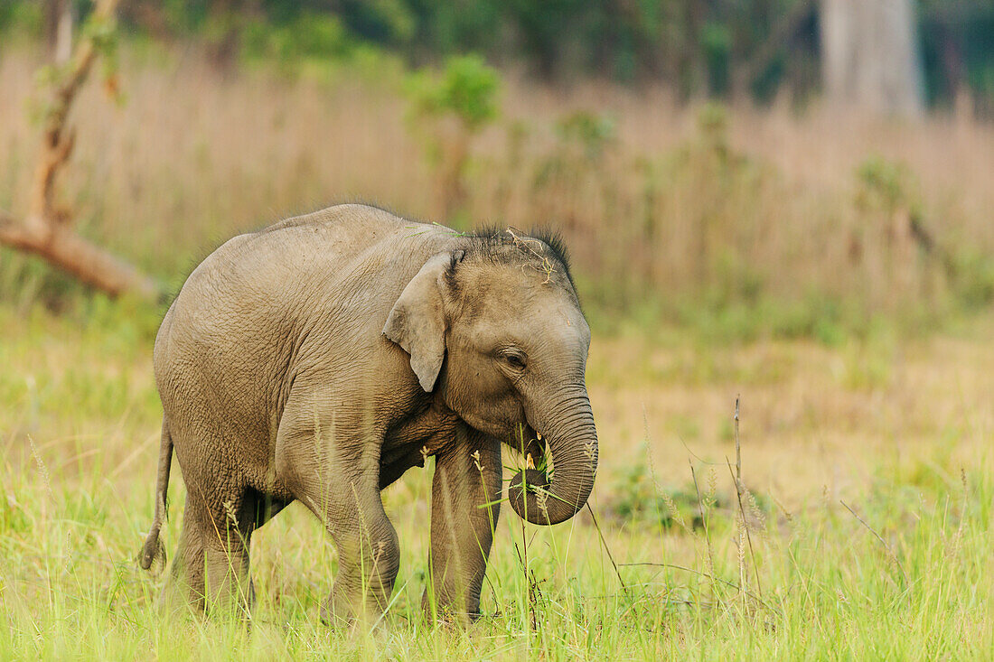 Asiatischer Elefant (Kalb). Corbett-Nationalpark, Indien.