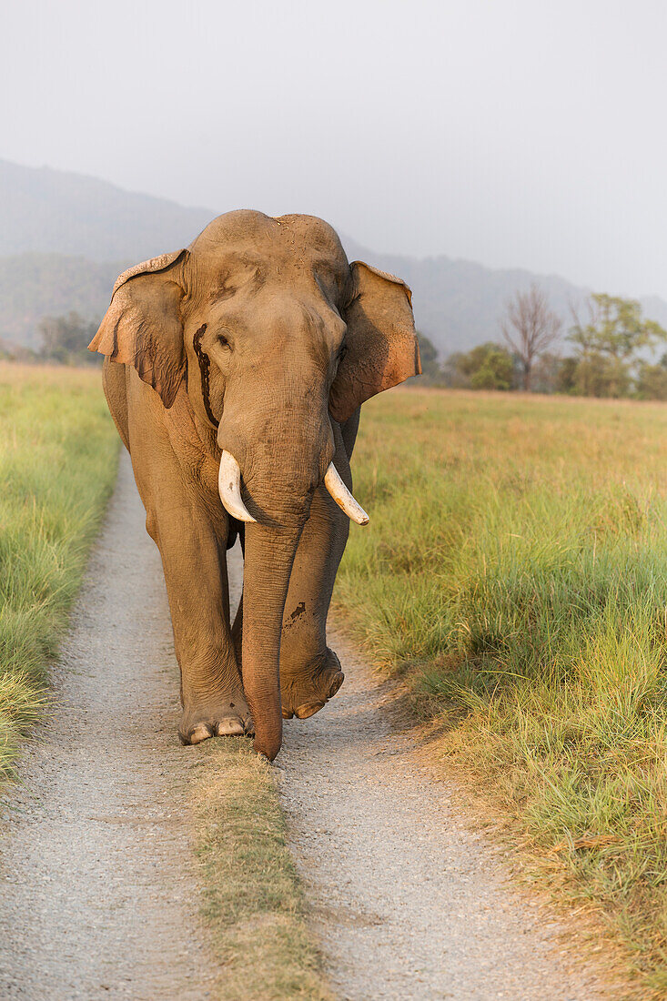 Musth Tusker on the jungle track, Corbett National Park, India.