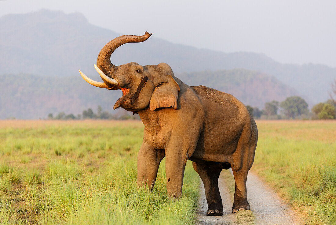 Musth Tusker on the jungle track, Corbett National Park, India.