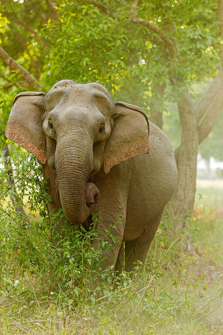 Asian Elephant on the edge of forest. Corbett National Park, India.