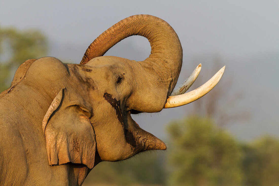 Musth Tusker giving a salute. Corbett National Park, India.