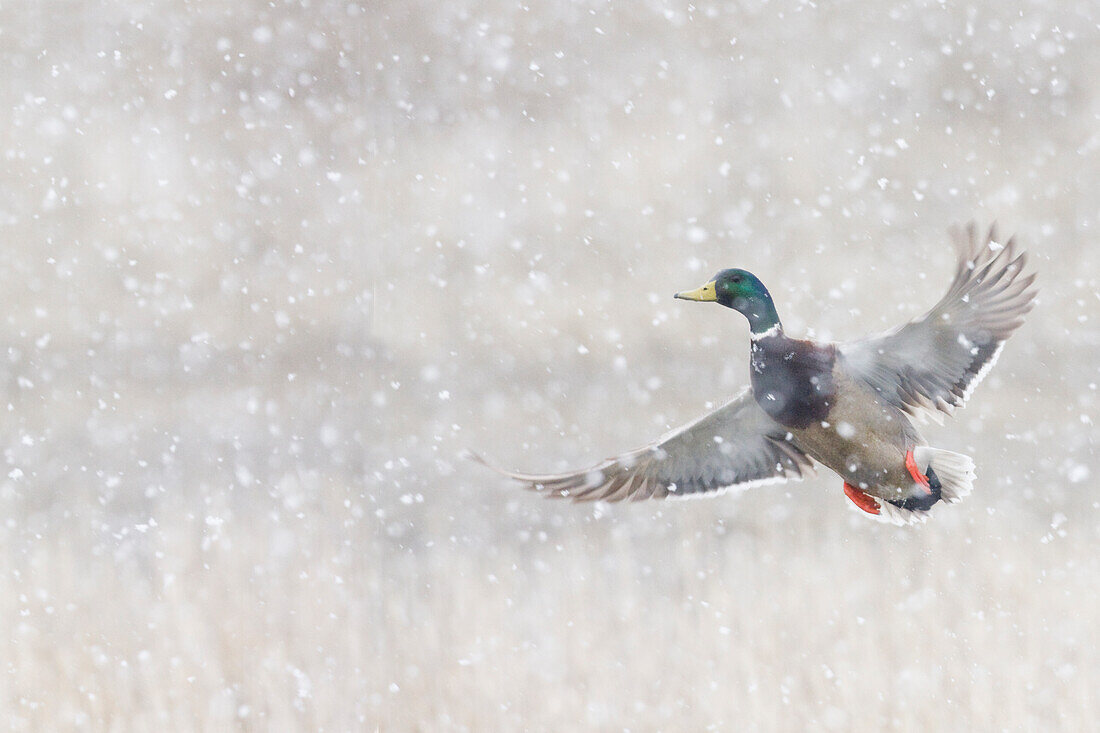 Mallard drake flying in heavy snow
