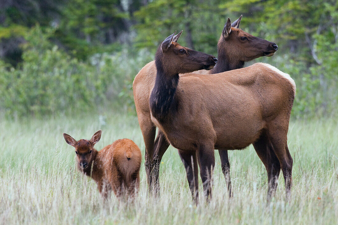 Rocky Mountain Elk Kuh mit Kalb