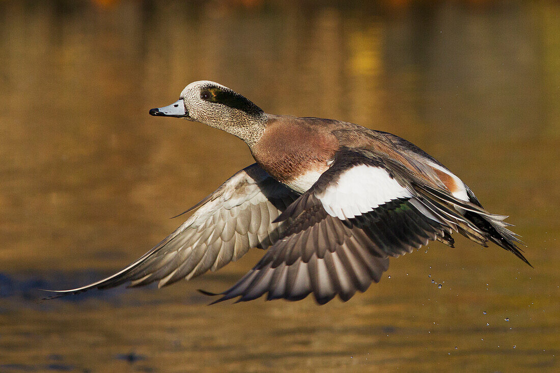 American Wigeon flying