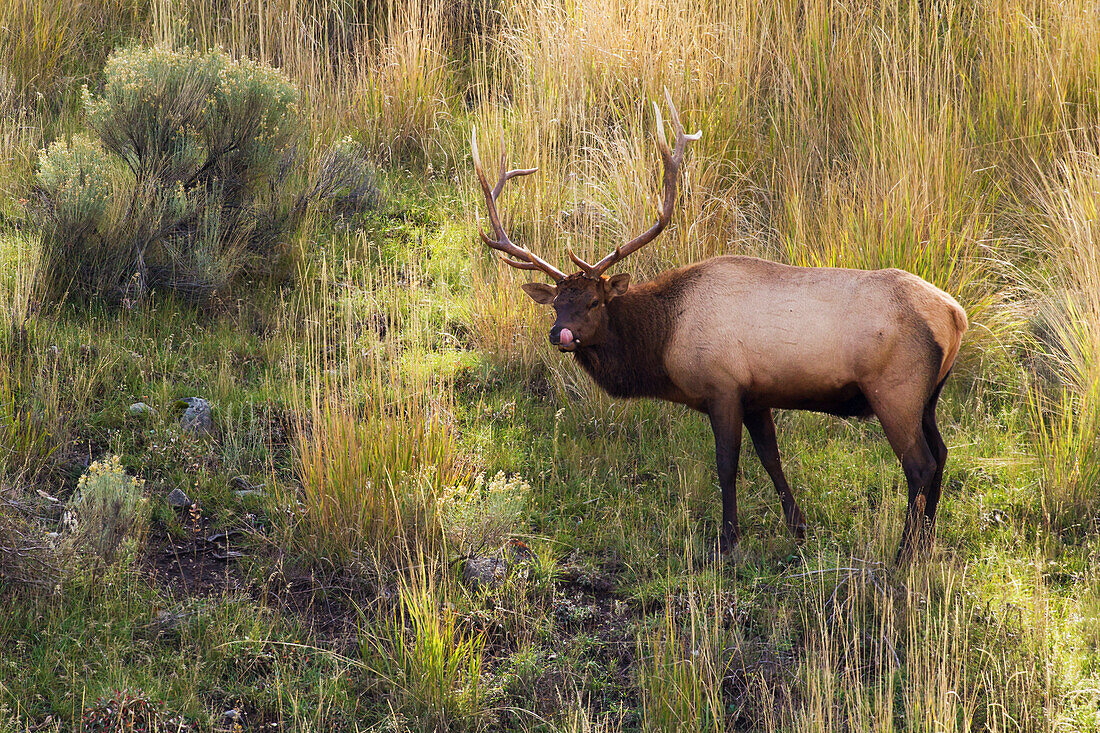 Rocky Mountain Elchbulle