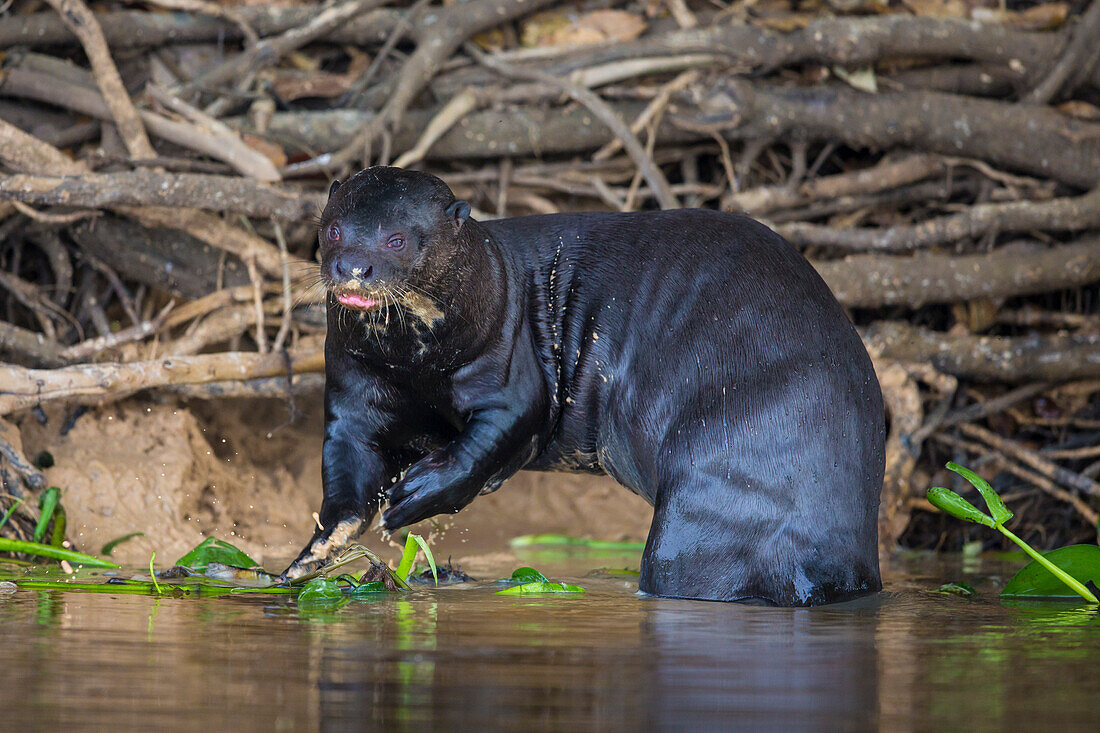 Brasilien. Der Riesenflussotter (Pteronura brasiliensis) lebt in den langsam fließenden Flüssen des Pantanals, dem größten tropischen Feuchtgebiet der Welt, UNESCO-Weltnaturerbe.