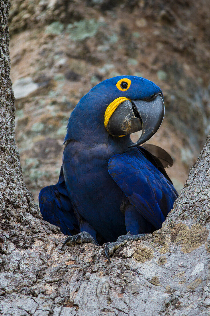 Brazil. Hyacinth macaw (Anodorhynchus hyacinthinus), a vulnerable species of parrot, in the Pantanal, the world's largest tropical wetland area, UNESCO World Heritage Site.