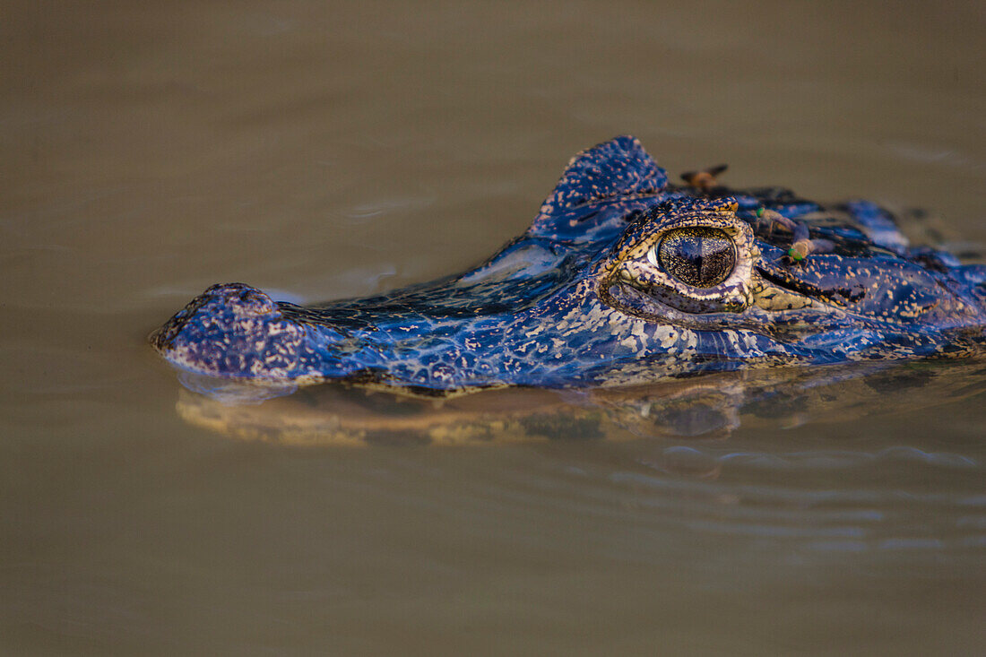 Brasilien. Ein Brillenkaiman (Caiman crocodilus), der häufig im Pantanal, dem größten tropischen Feuchtgebiet der Welt, zu finden ist, UNESCO-Welterbe.