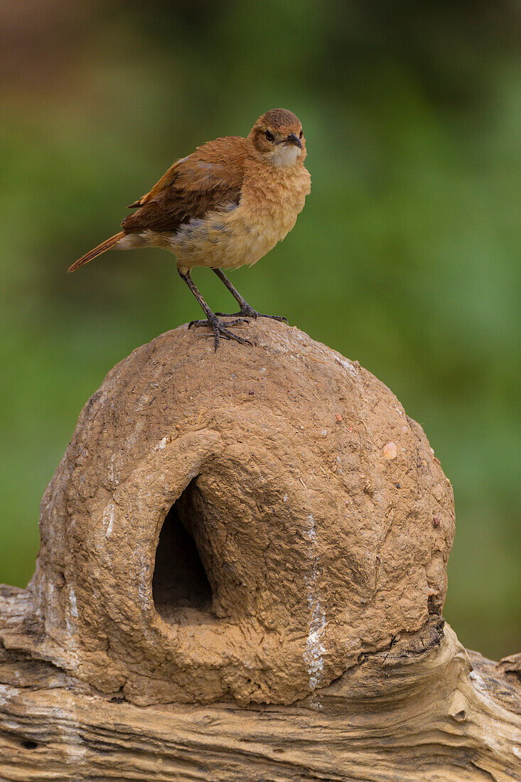 Brasilien. Ein Rufous Hornero (Furnarius Rufus) auf seinem ofenartigen Schlammnest ist häufig im Pantanal anzutreffen, dem größten tropischen Feuchtgebiet der Welt, das zum UNESCO-Weltnaturerbe gehört.