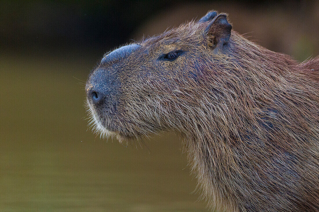 Brasilien. Das Wasserschwein (Hydrochoerus hydrochaeris) ist ein Nagetier, das häufig im Pantanal vorkommt, dem größten tropischen Feuchtgebiet der Welt, das zum UNESCO-Weltnaturerbe gehört.