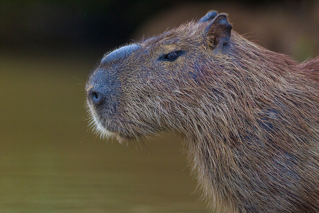 Brazil. A capybara (Hydrochoerus hydrochaeris) is a rodent commonly found in the Pantanal, the world's largest tropical wetland area, UNESCO World Heritage Site.