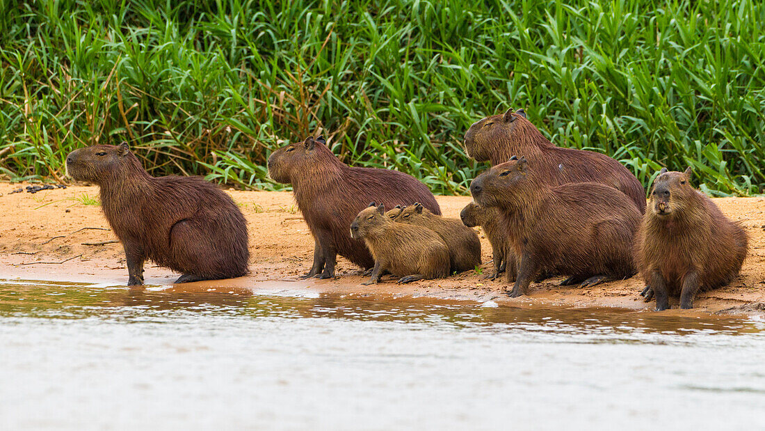 Brasilien. Wasserschweine (Hydrochoerus hydrochaeris) sind Nagetiere, die häufig im Pantanal, dem größten tropischen Feuchtgebiet der Welt und UNESCO-Welterbe, vorkommen.