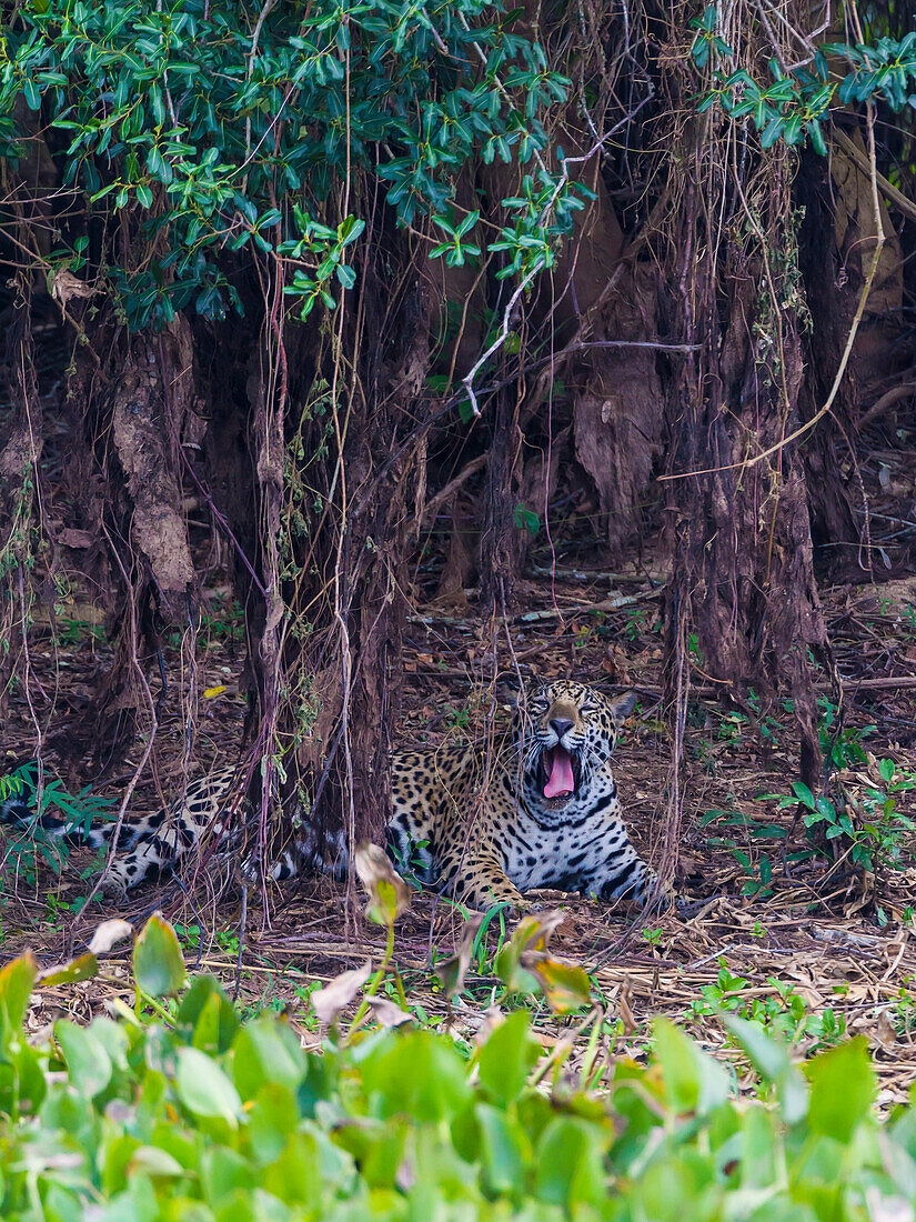 Brasilien. Ein männlicher Jaguar (Panthera onca), ein Spitzenraubtier, jagt am Ufer eines Flusses im Pantanal, dem größten tropischen Feuchtgebiet der Welt, UNESCO-Welterbestätte.