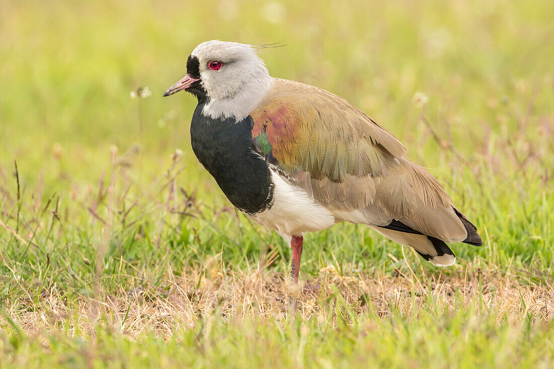 Chile, Patagonia. Southern lapwing close-up