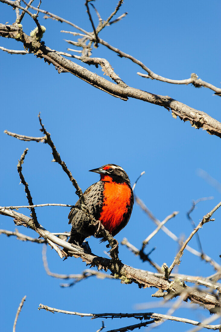 Chile, Aysen, Valle Chacabuco. Long-tailed Meadowlark (Sturnella loyca), locally known as Loica in Patagonia Park.