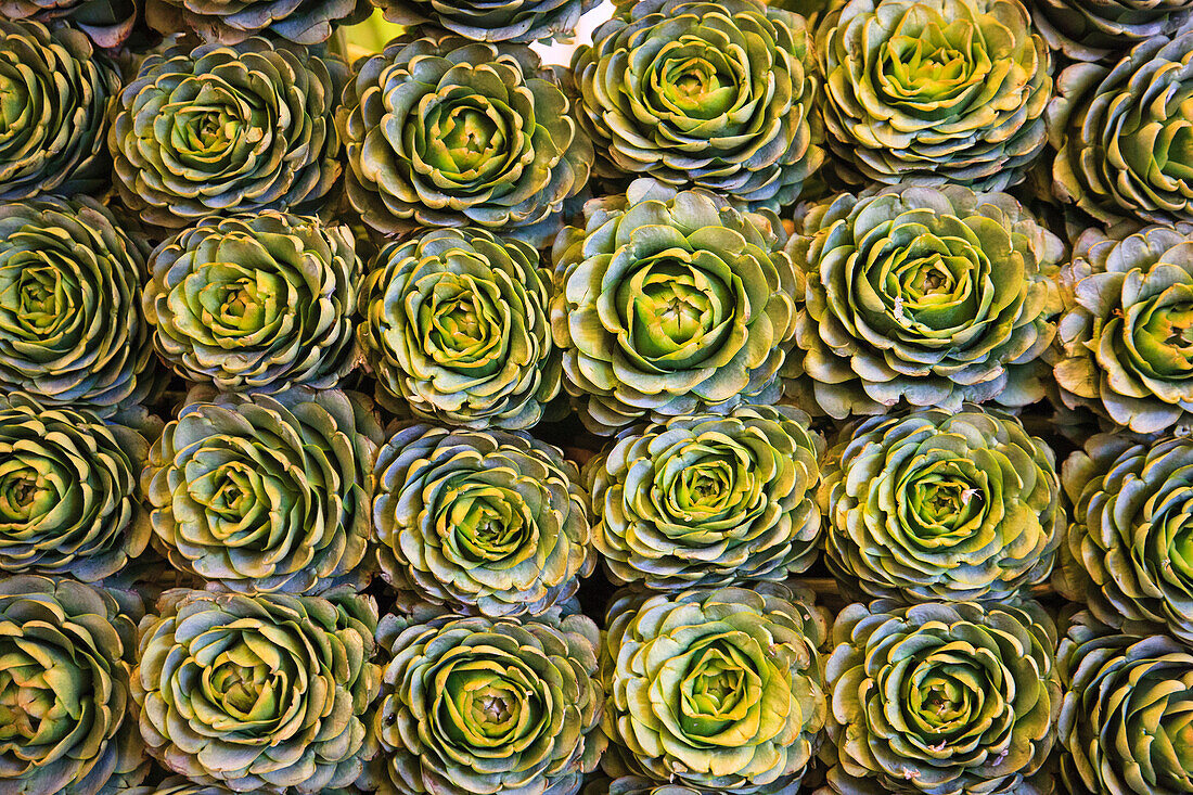 Market in Santiago, these artichokes were displayed artfully in rows