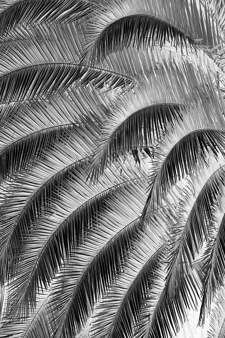 Schwarz-Weiß-Muster in den Zweigen einer Palme, Quito, Ecuador