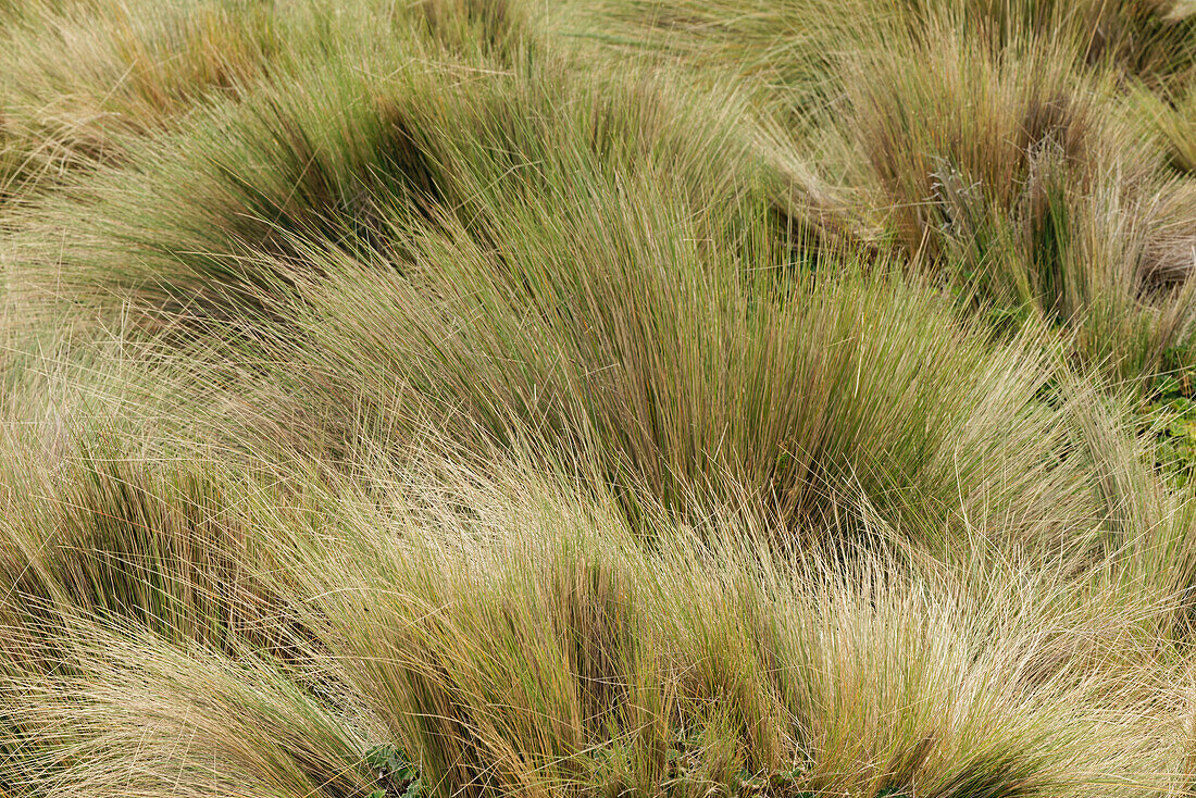Paramo grass, Antisana Ecological Reserve, Ecuador.