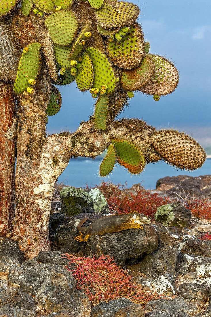 Galapagos-Inseln, Ecuador, Galapagos-Landleguan (Conolophus subcristatus)
