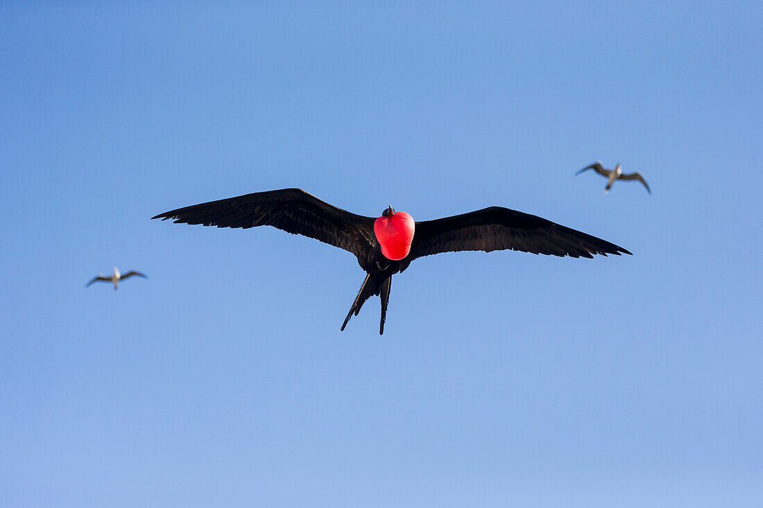 Ecuador, Galapagos Islands, Genovesa, Darwin Bay Beach, great frigatebird, (Fregata minor ridgwayi). Great frigatebird in flight with inflated pouch.