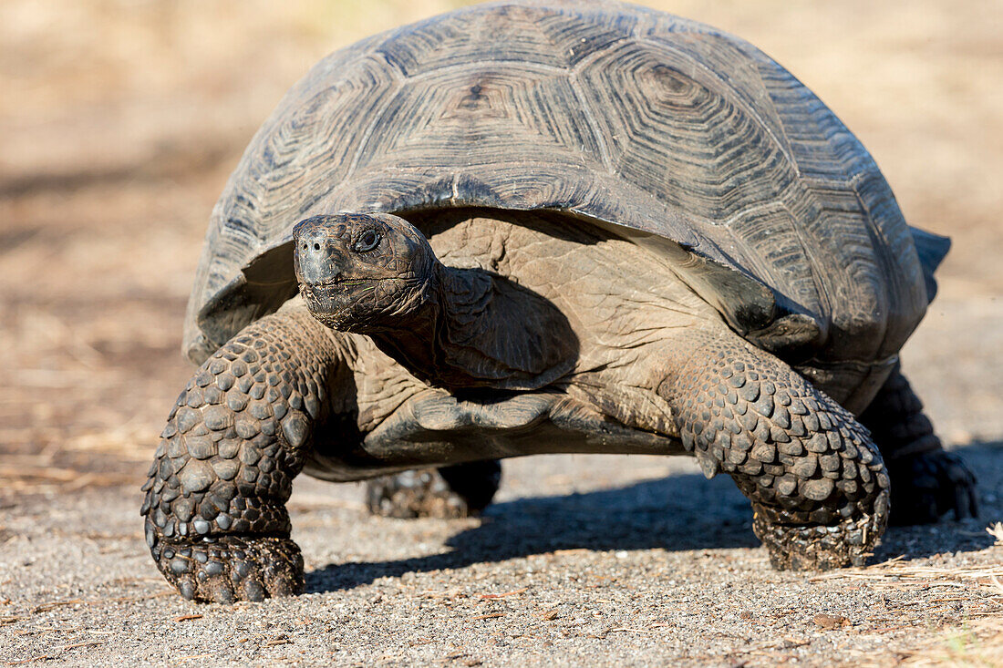 Ecuador, Galapagos-Inseln, Isabela, Urvina Bay, Galapagos-Riesenschildkröte, (Geochelone vandenburgi). Galapagos-Riesenschildkröte beim Laufen.