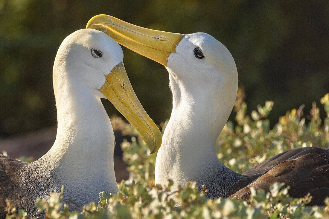 Ecuador, Galapagos-Inseln, Espanola-Insel. Balzende Wellenalbatrosse.