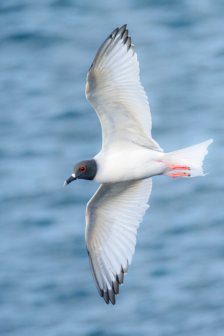 Ecuador, Galapagos Islands, Espanola Island. Swallow-tailed gull flying.