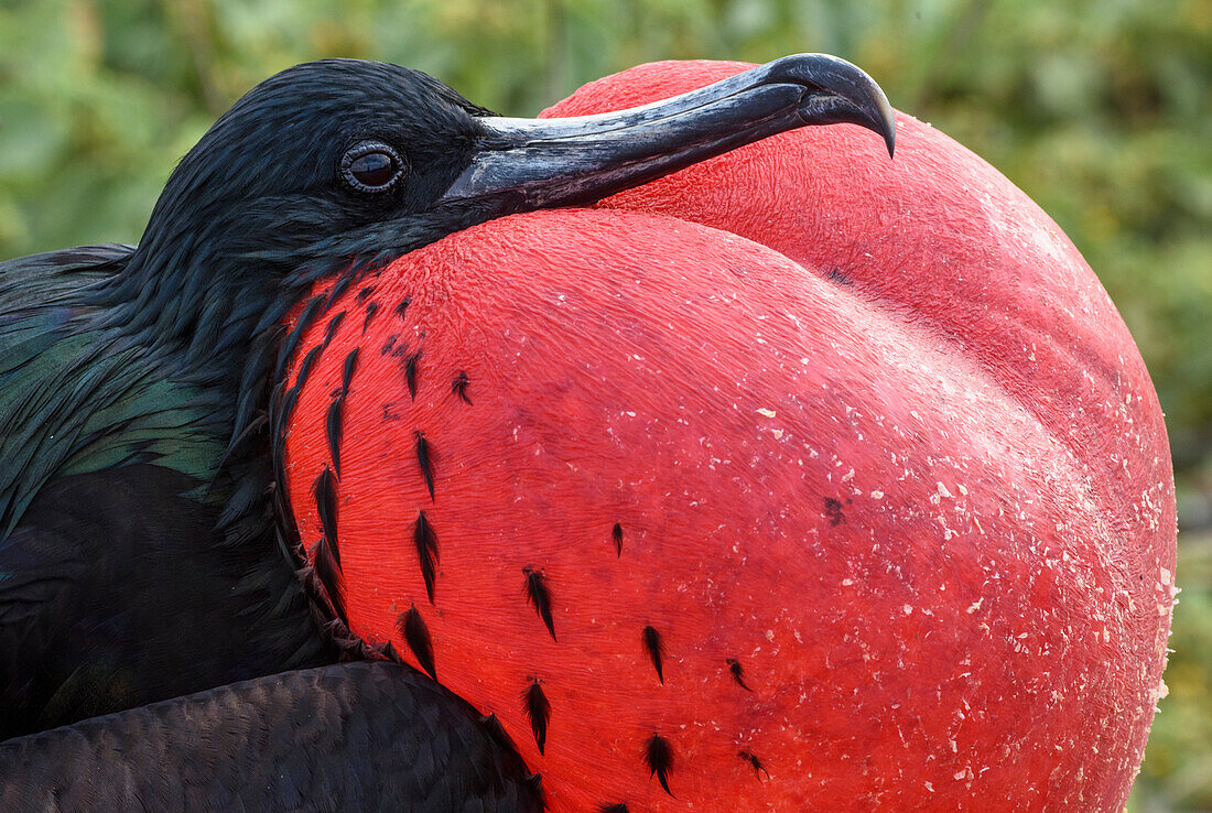 Ecuador, Galapagos-Inseln, Genovesa-Insel. Großer Fregattvogel Porträt.