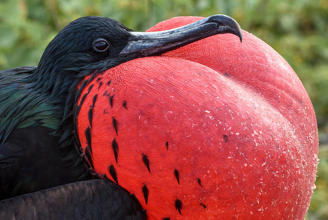 Ecuador, Galapagos Islands, Genovesa Island. Great frigatebird portrait.