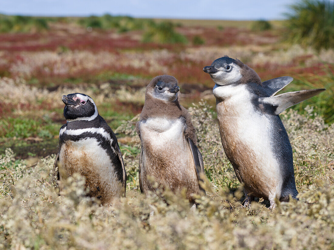 Magellanic Penguin (Spheniscus magellanicus) at burrow with half grown chicks. Falkland Islands