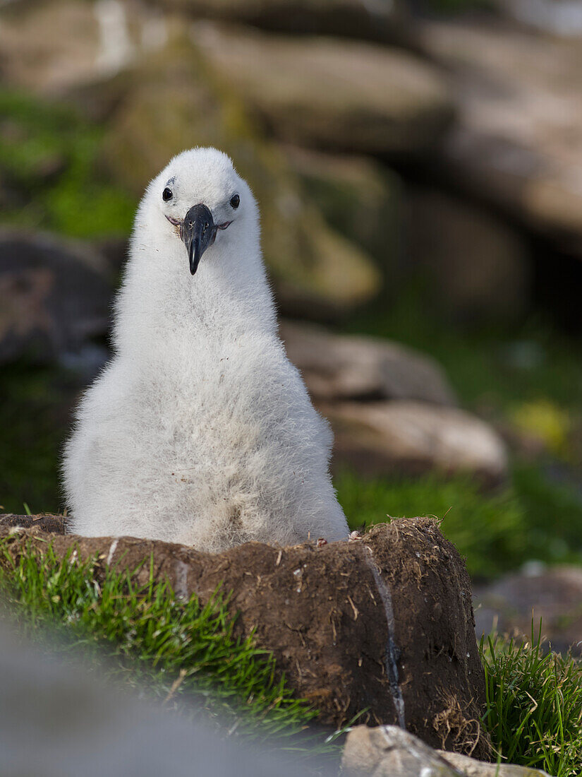 Black-browed Albatross (Thalassarche melanophrys) or Mollymawk, chick on tower shaped nest. Falkland Islands