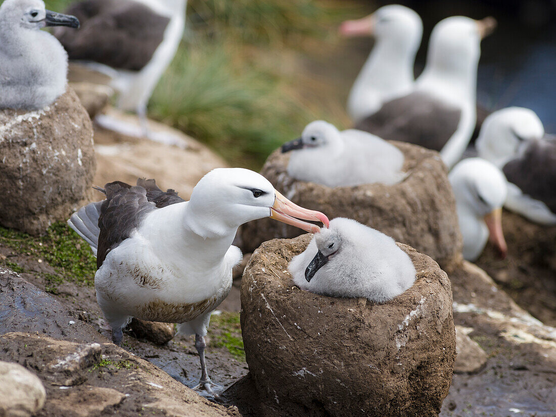 Schwarzbrauenalbatros (Thalassarche melanophrys) oder Mollymawk, Altvogel und Küken auf einem turmförmigen Nest. Falklandinseln